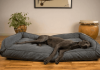 Caring For a Great Dane Great-Dane-Dog-Bed