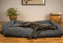 Caring For a Great Dane Great-Dane-Dog-Bed