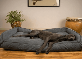 Caring For a Great Dane Great-Dane-Dog-Bed