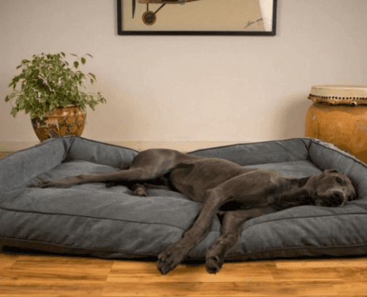 Caring For a Great Dane Great-Dane-Dog-Bed